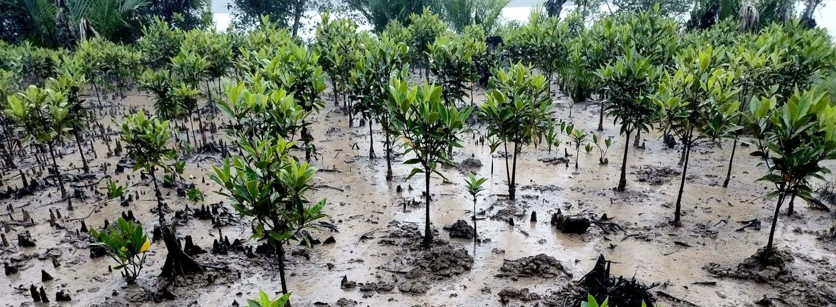 Myanmar Mangrove Reforestation Project