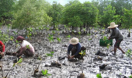Mangrove planting activities in Myanmar