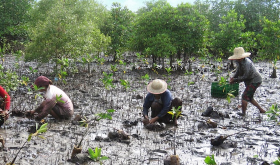 Mangrove planting activities in Myanmar