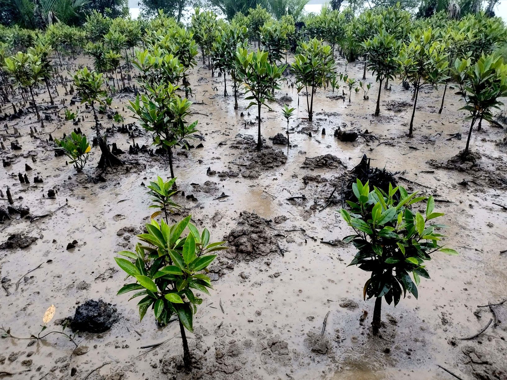 Planted young mangroves in Myanmar