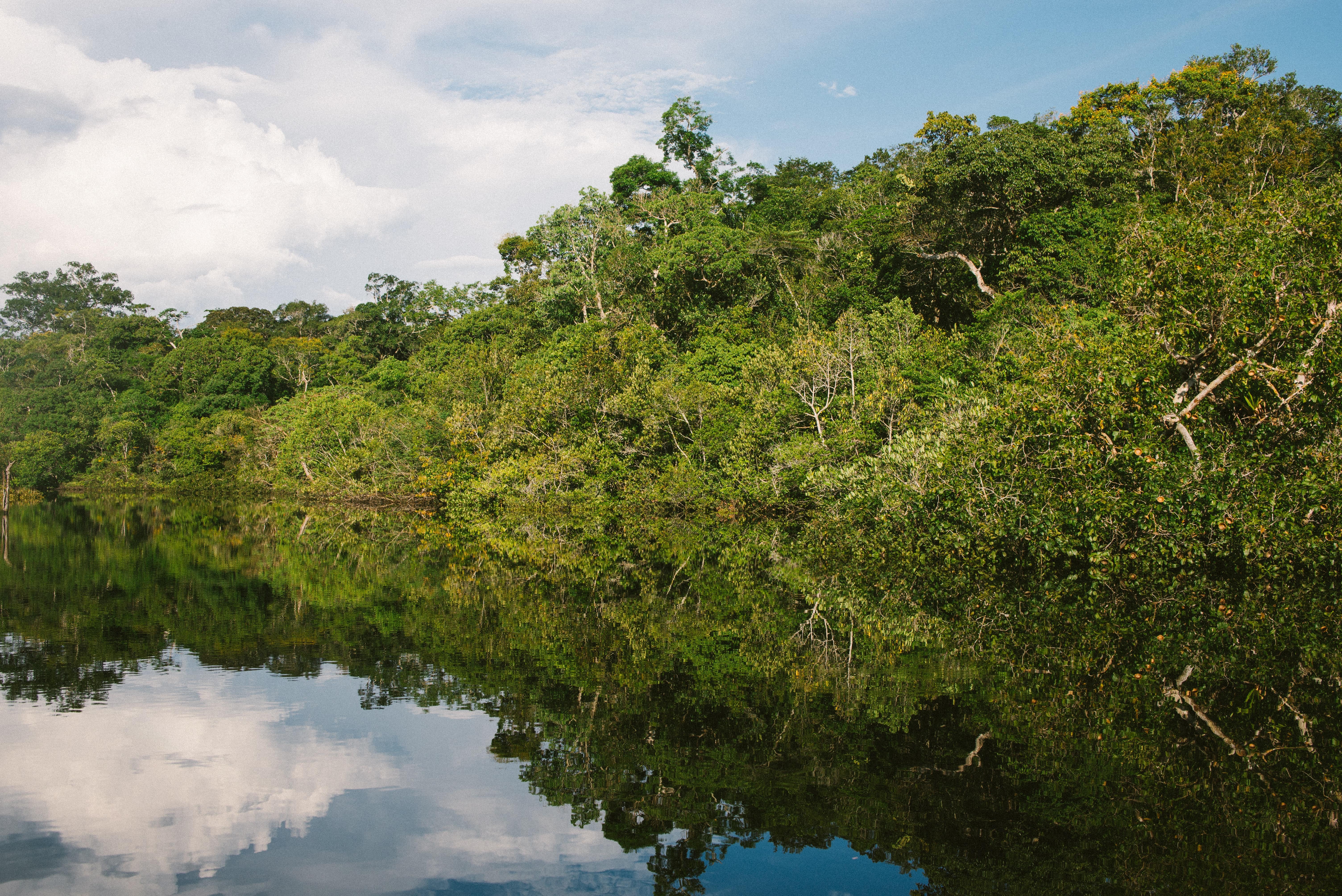 Forest protection in Brazil